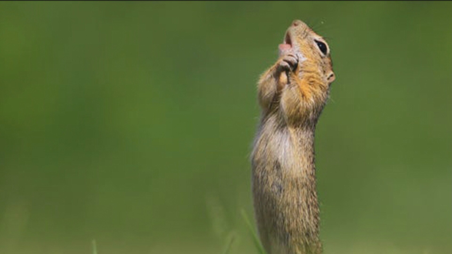 Finalists of the Comedy Wildlife Photography Awards will put a smile on your face