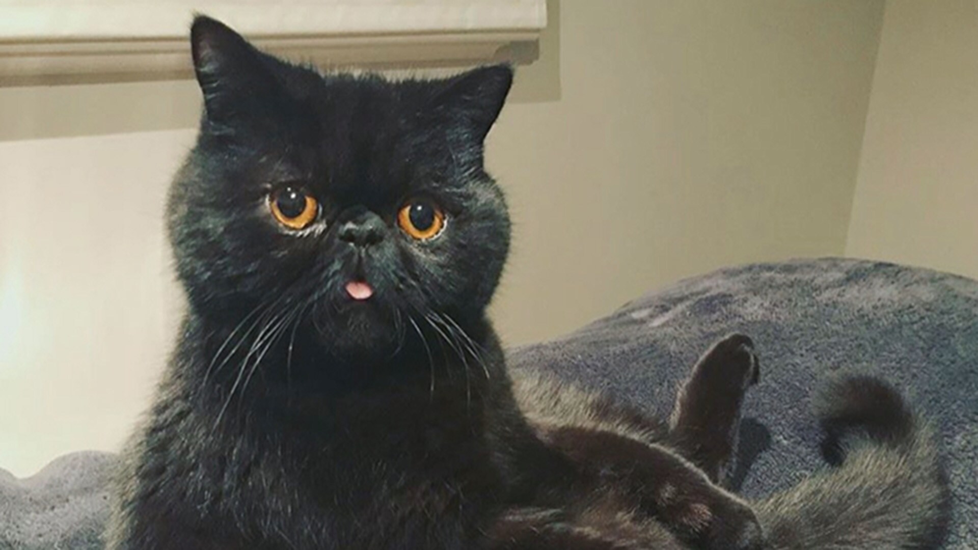 Check out the unique colour of this cat's eyes