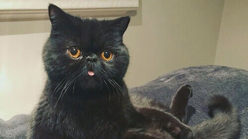 Check out the unique colour of this cat's eyes Check out the unique colour of this cat's eyes