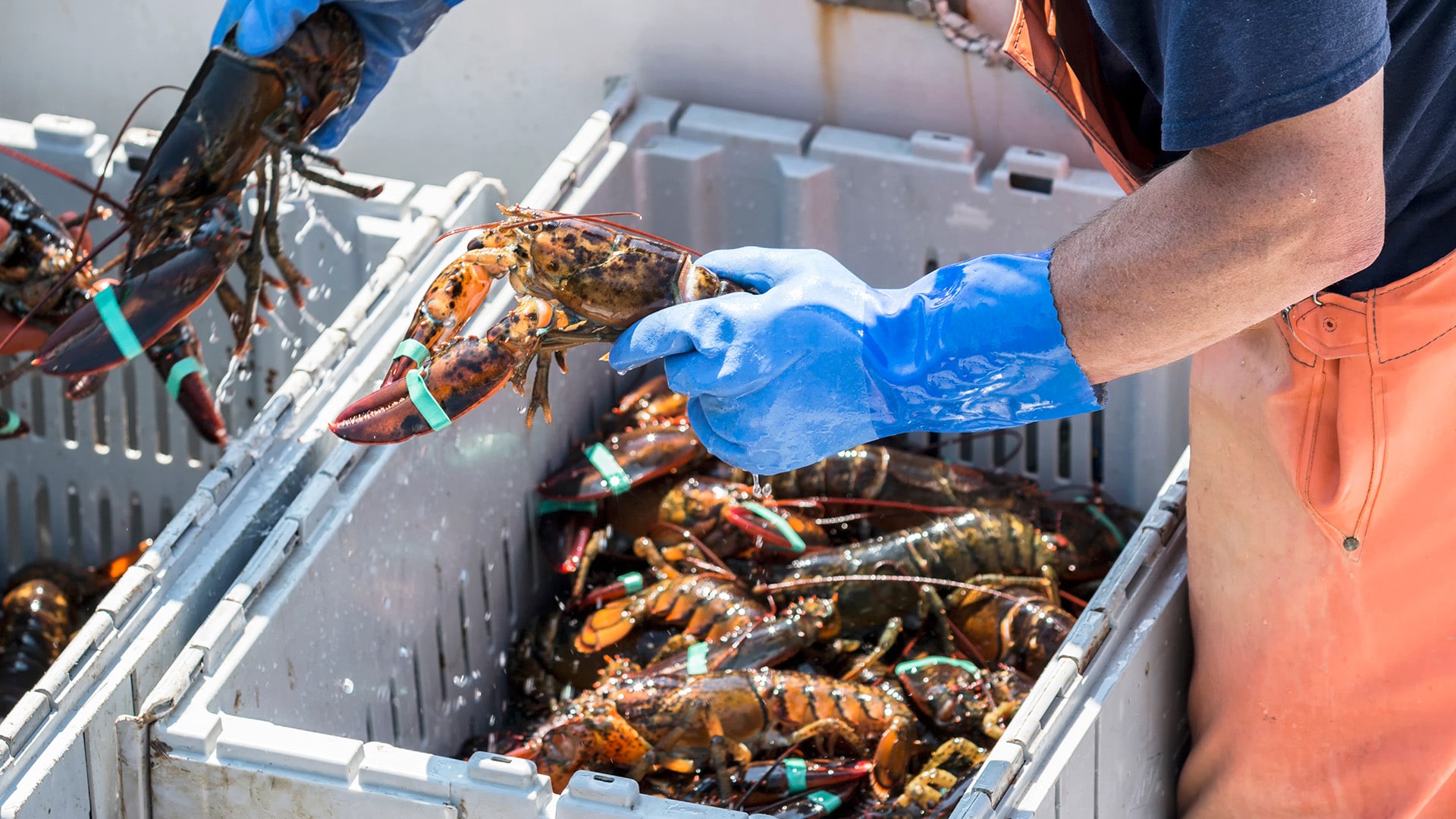 Lobster fishing tensions in continue to rise in Nova Scotia