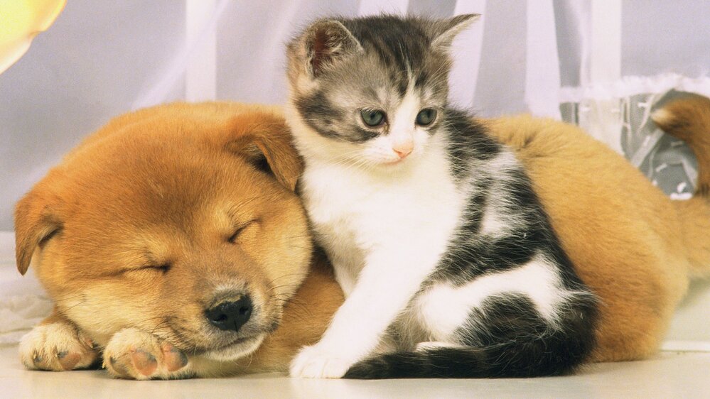 Comme Chien Et Chat Comme Chien Et Chat