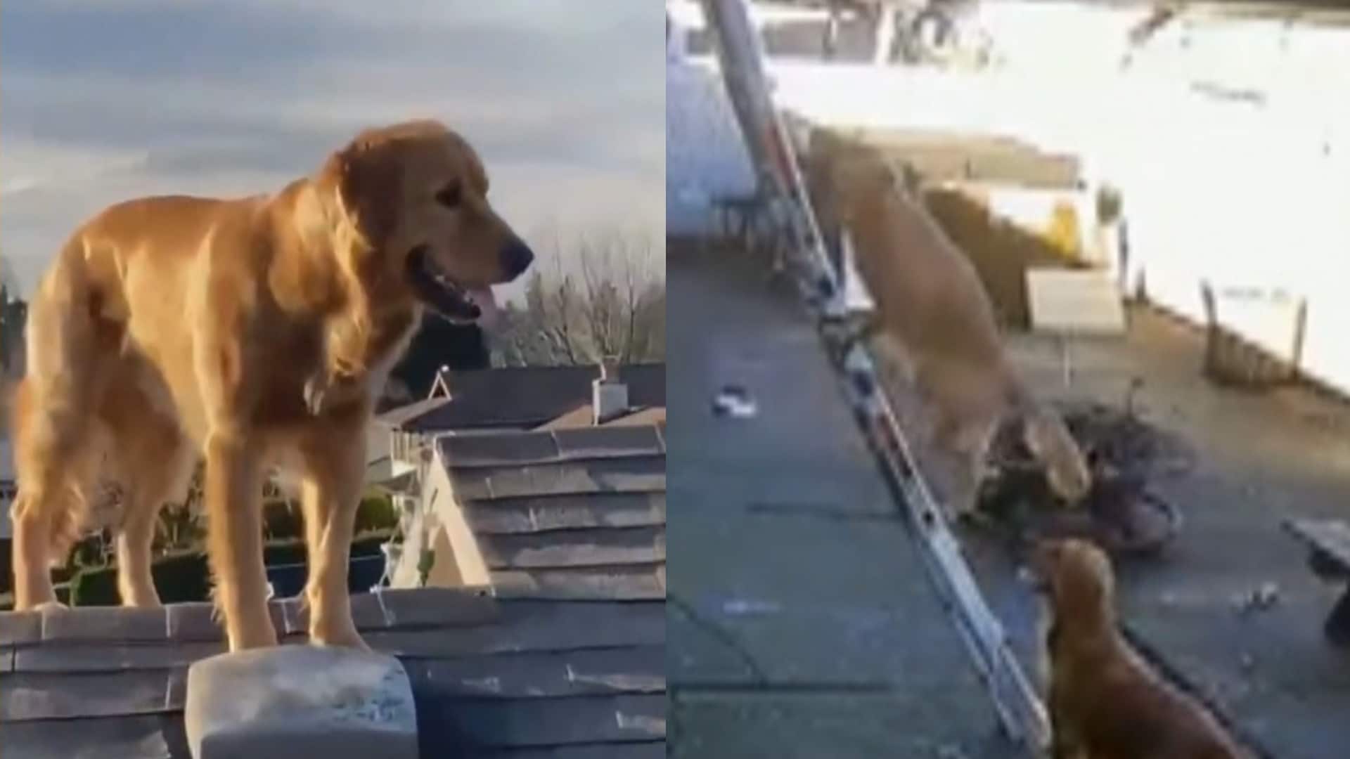 CTV Your Morning | Dog surprises owner by climbing ladder to rooftop