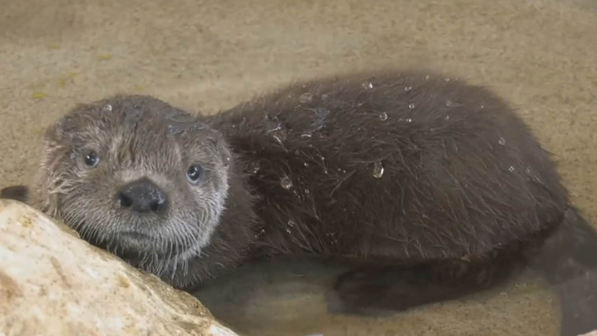 CTV Your Morning Chicago zoo names adorable baby otter after Animal Crossing character