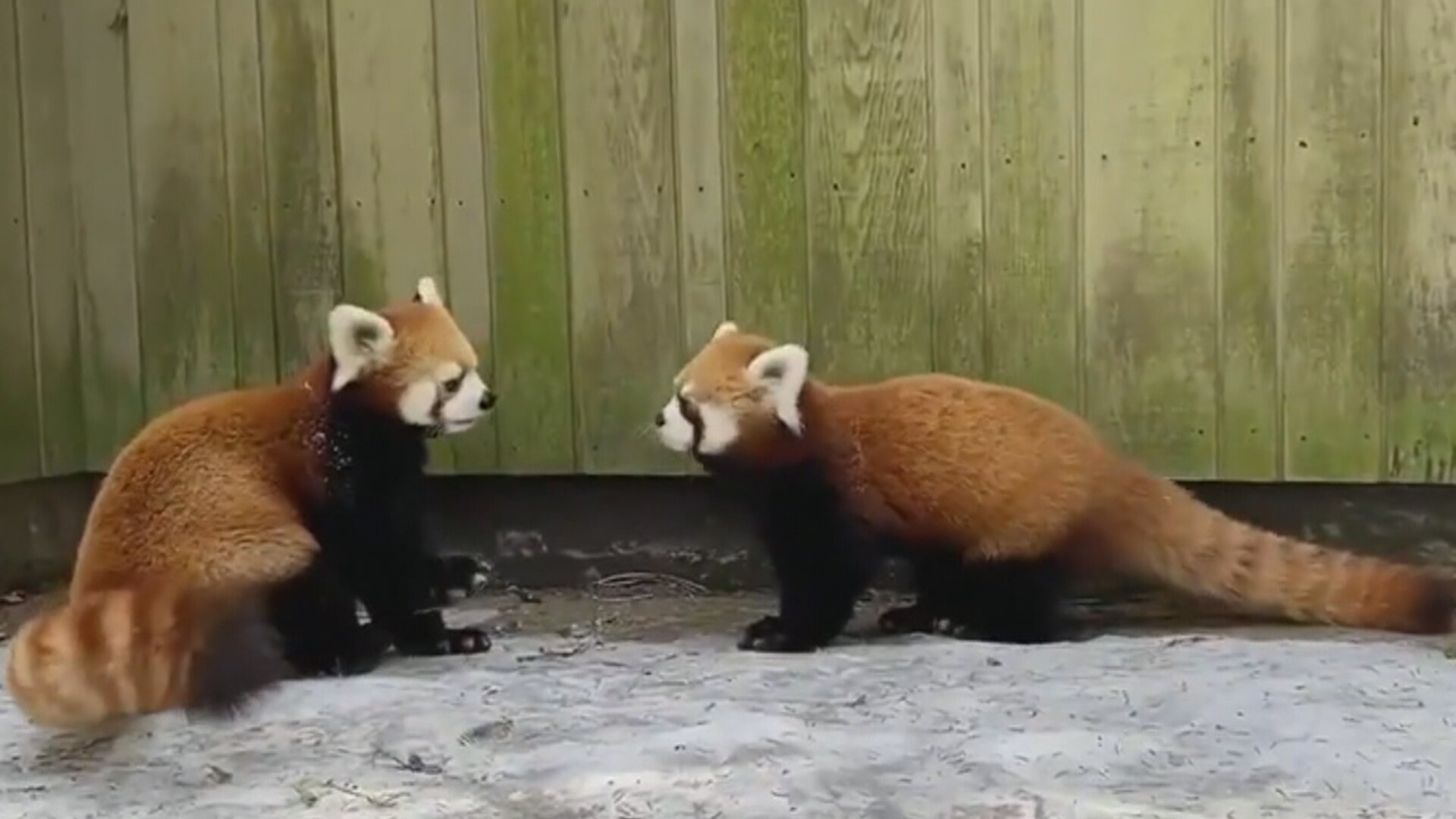 toronto zoo baby red pandas