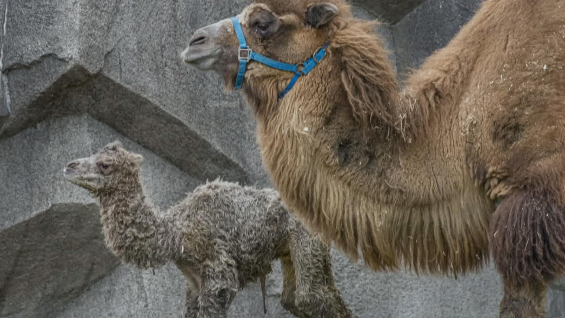 CTV Your Morning | Adorable Baby Camel Born At Milwaukee County Zoo