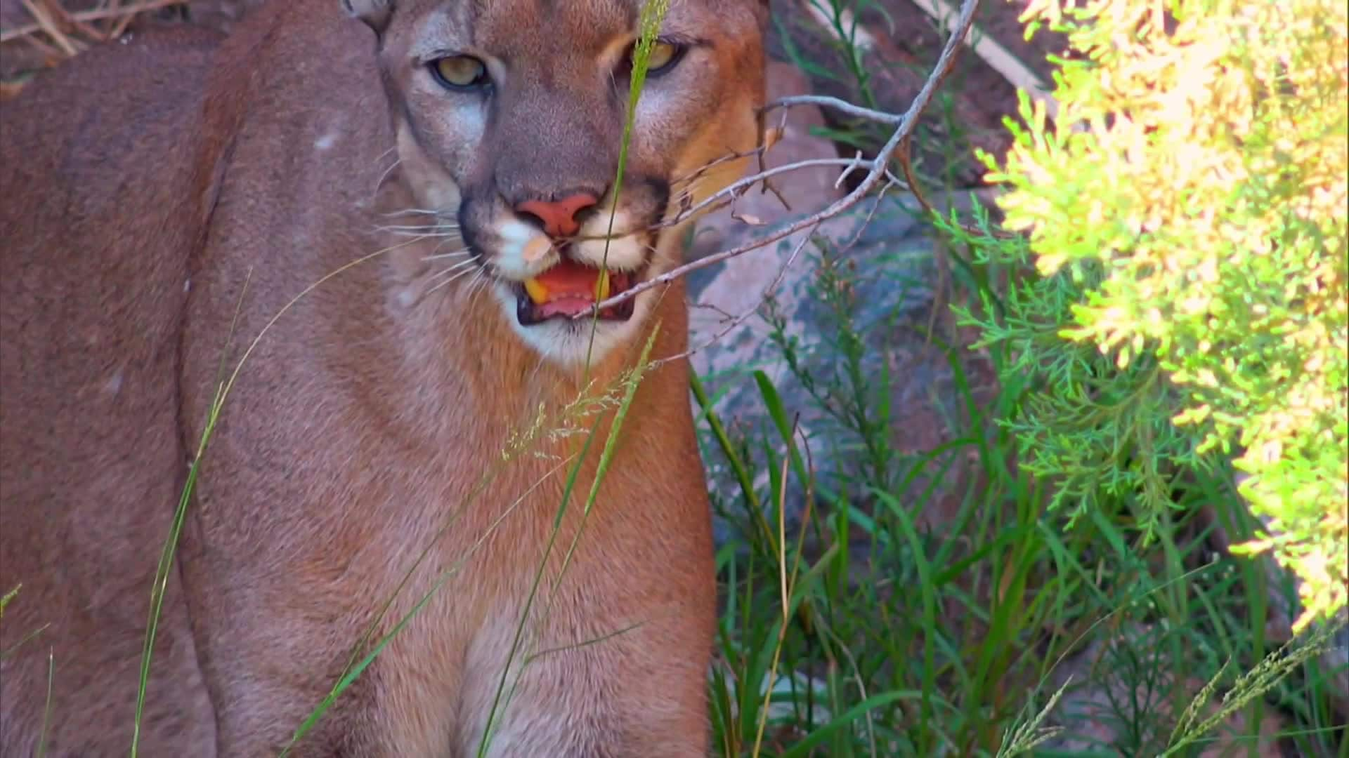 Naked And Afraid S12e6 A Tangled Web In Texas Ctv 