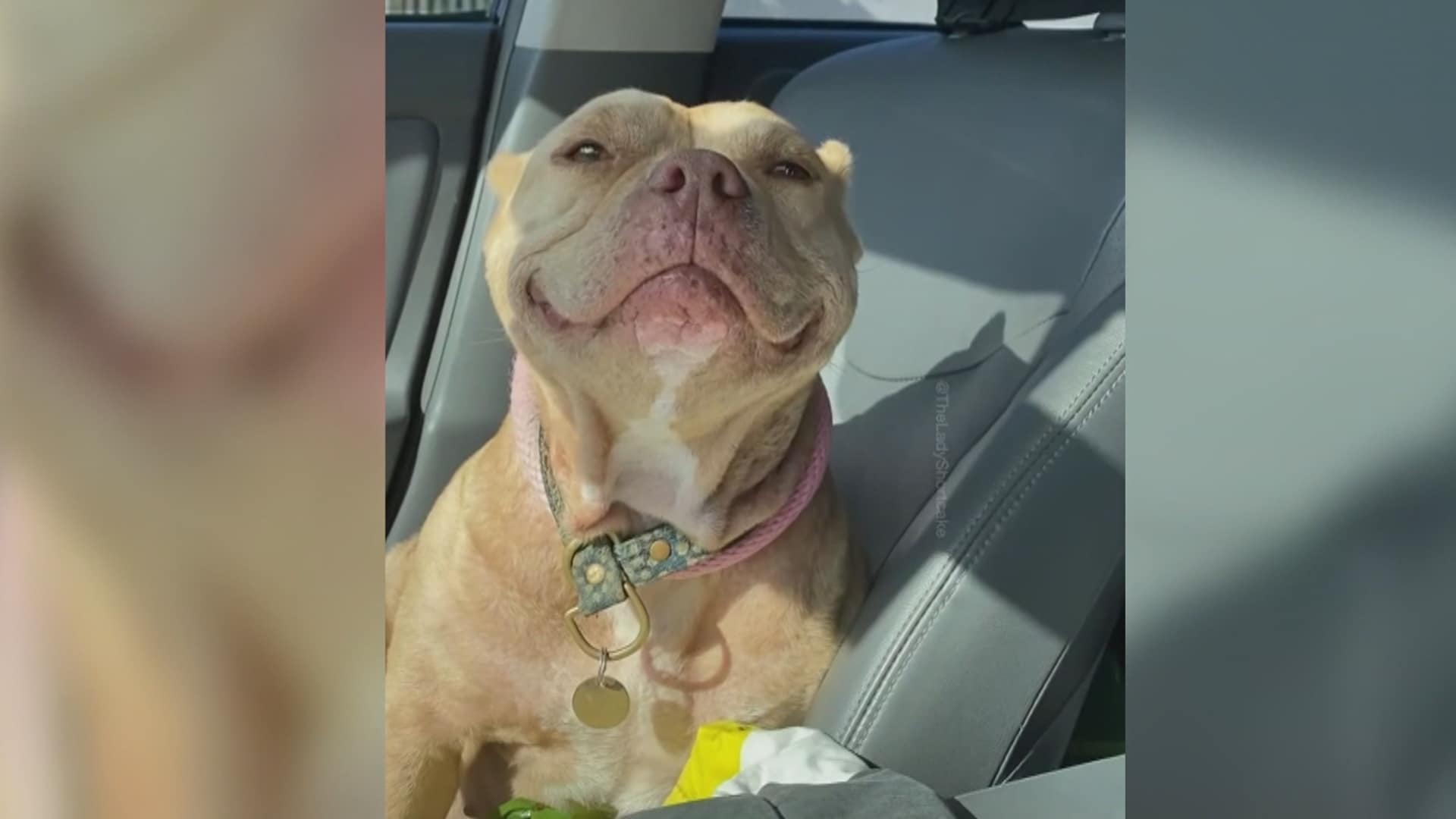 CTV Your Morning | This adorable smiling rescue dog will melt your ...