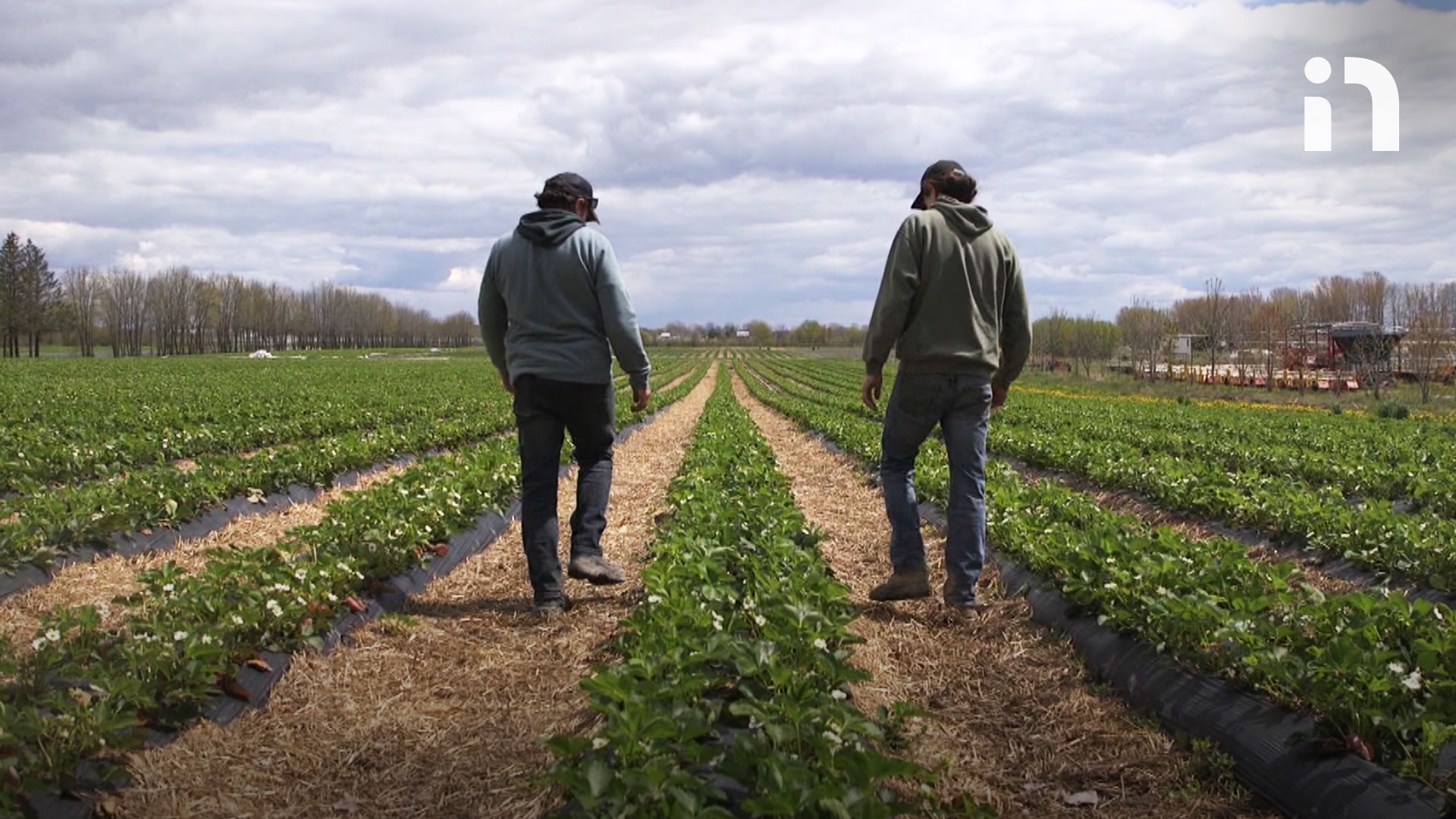 Dormir dans les champs pour protéger ses fraises Dormir dans les champs pour protéger ses fraises