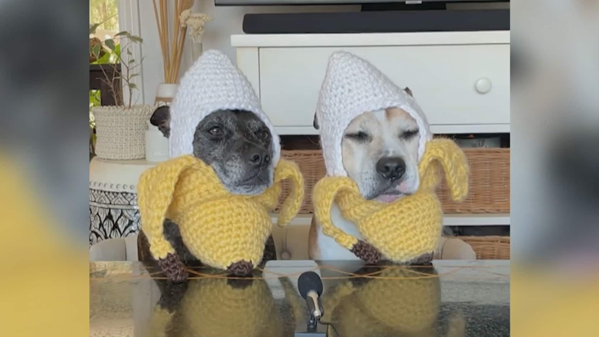 CTV Your Morning Watch these adorable dogs in costume try fruits and