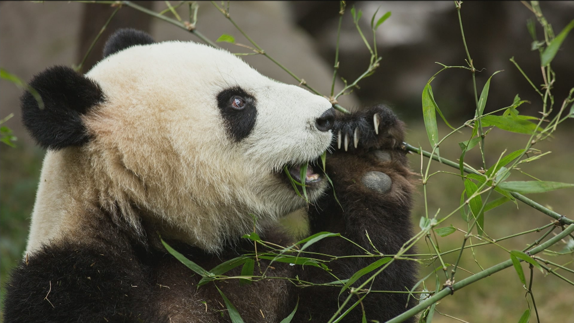 CTV Your Morning | Giant pandas no longer endangered after years of