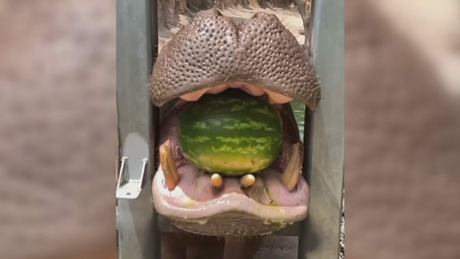 CTV Your Morning Hippo crushes entire watermelon for a light snack