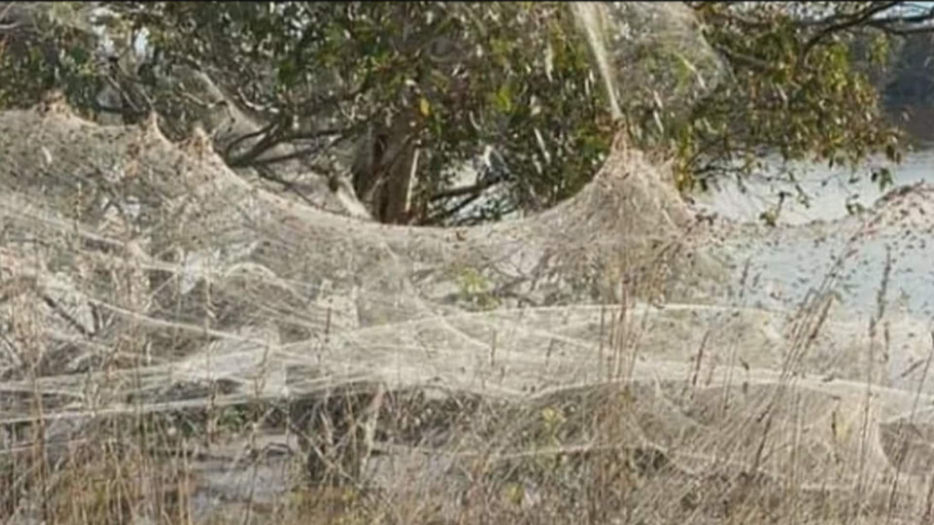 Spider Covers Tree CTV Your Morning | Millions of spiders cover Australia with a sea of webs