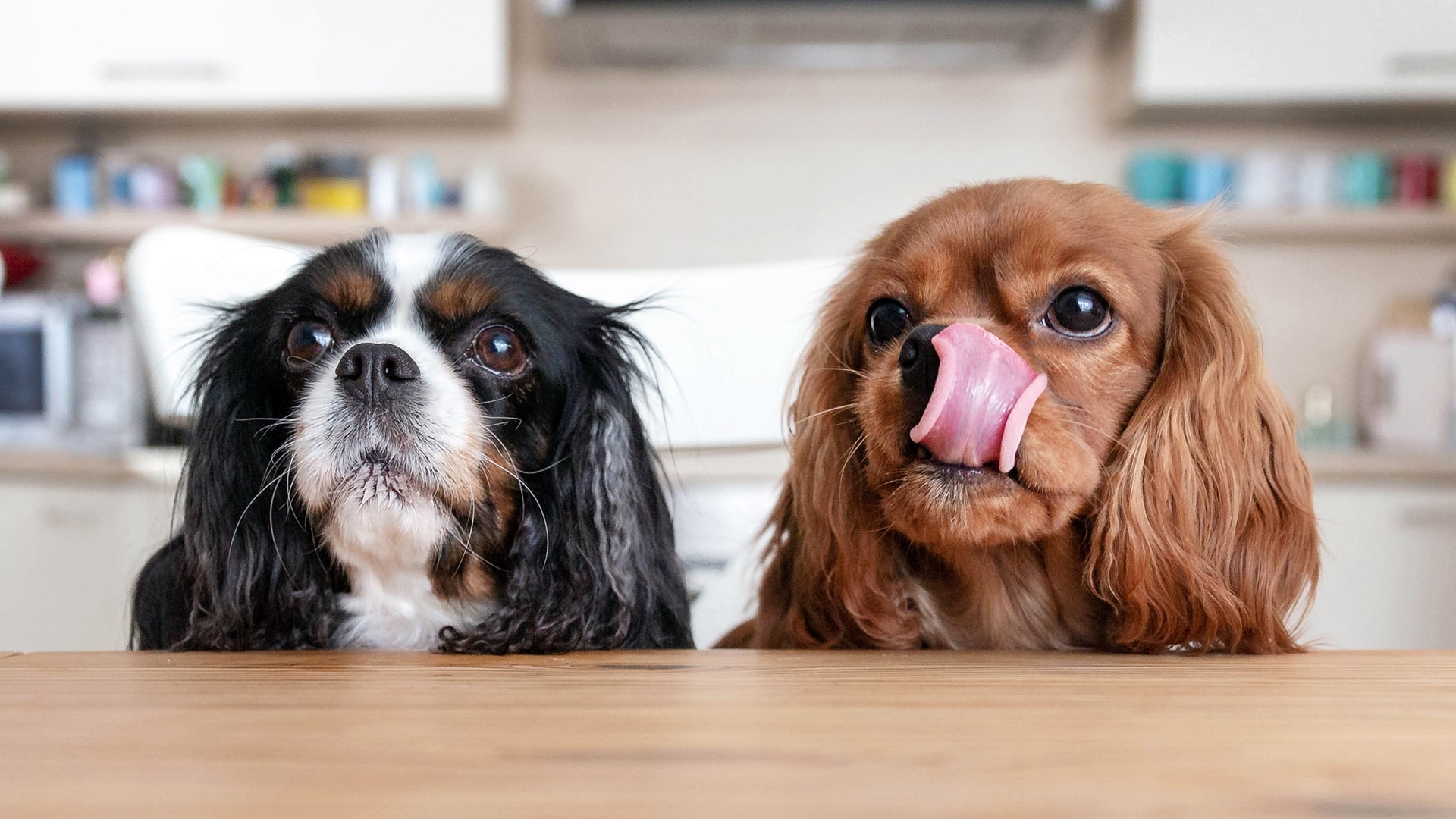 ctv-your-morning-is-it-okay-to-feed-dogs-people-food