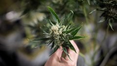 Sobeys' owner looks to bring medical marijuana to pharmacies