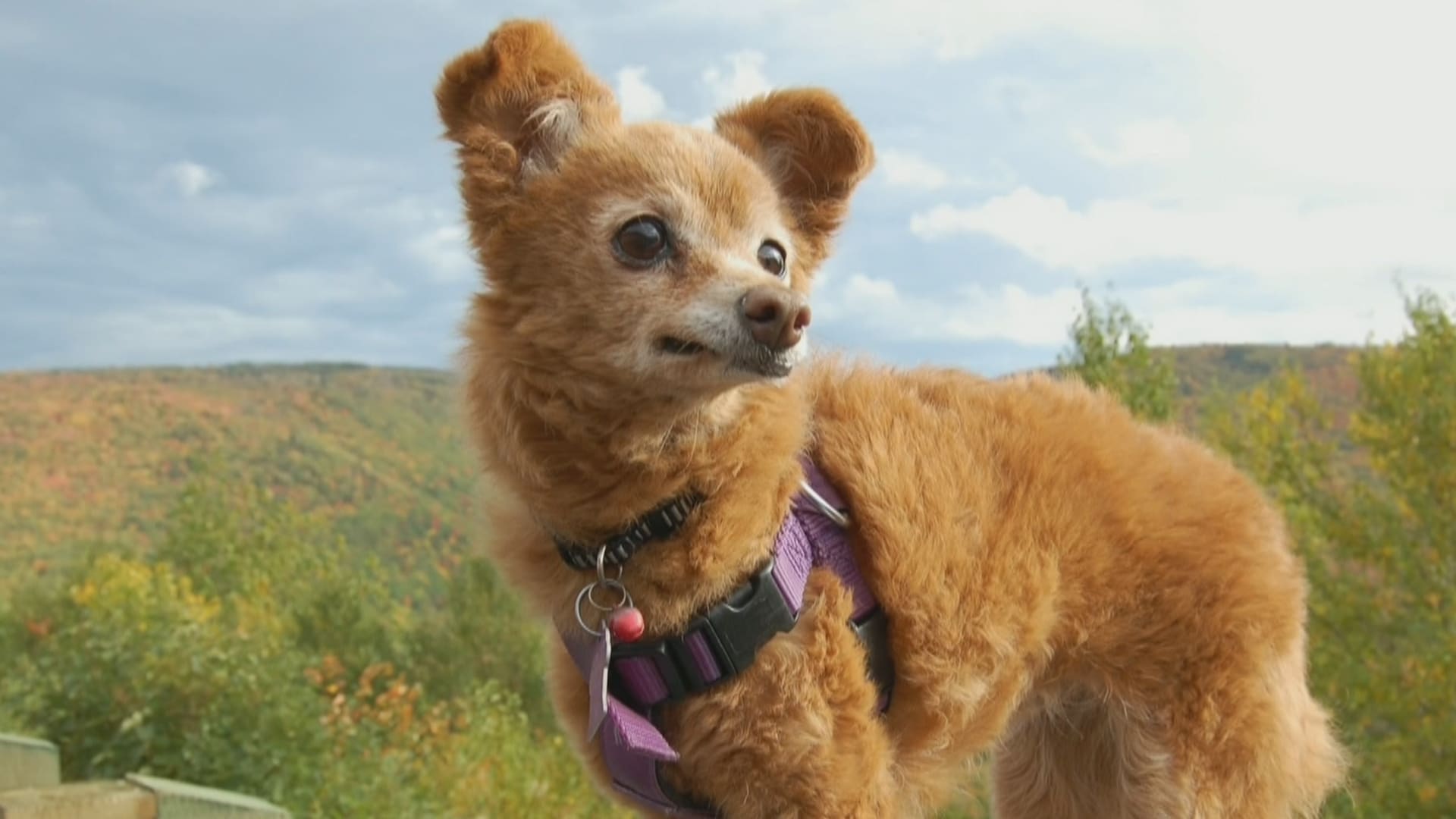 14 Year Old Dog Can T Control Bowels