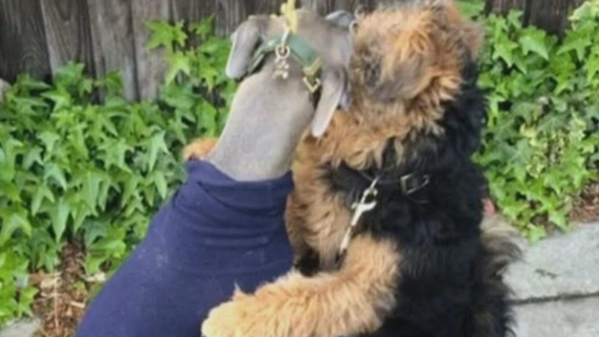 CTV Your Morning | S6:E7 | Adorable dog can’t stop hugging other furry ...