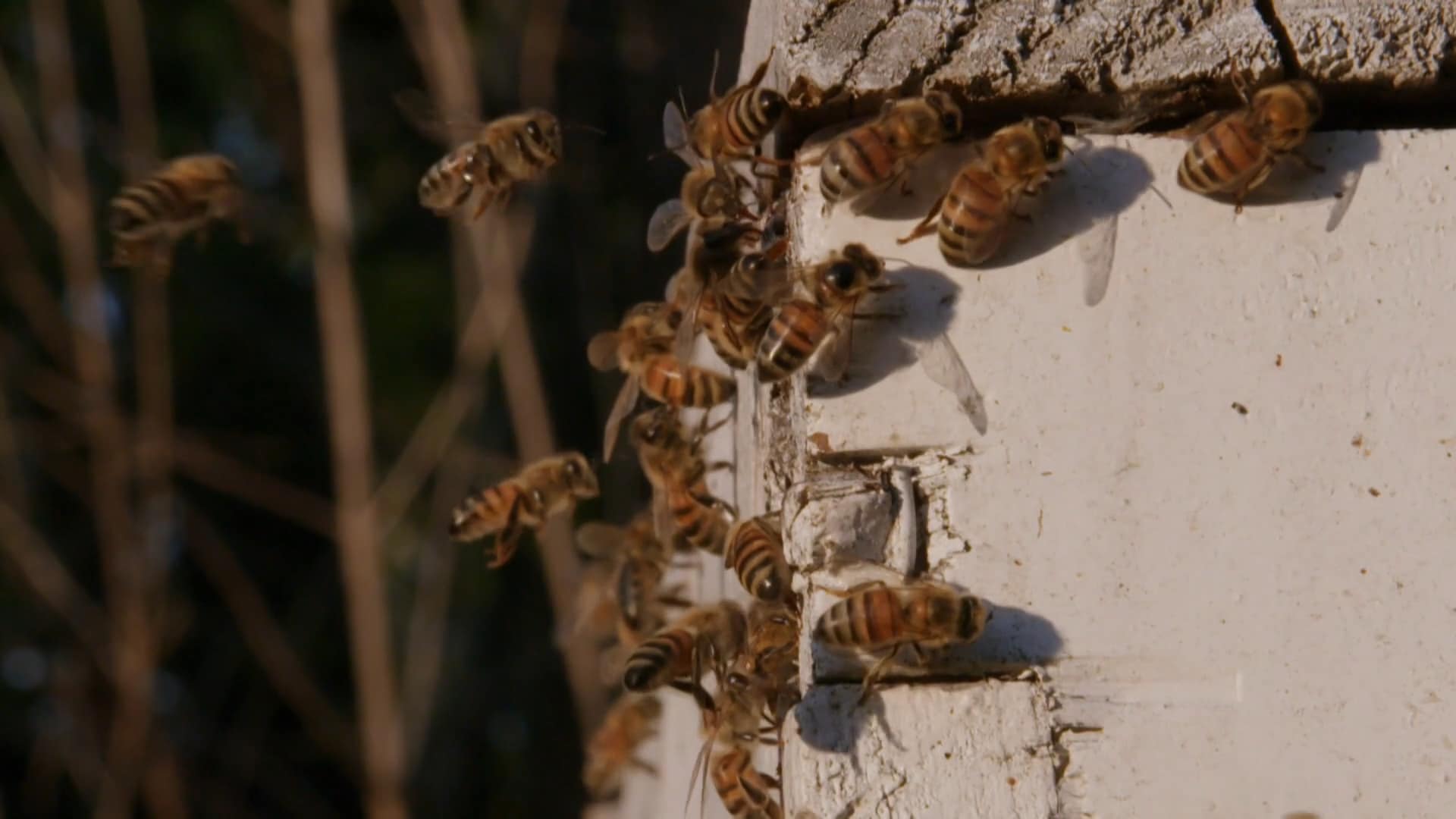 Bee Czar S1E1 To The Bee Biz CTV