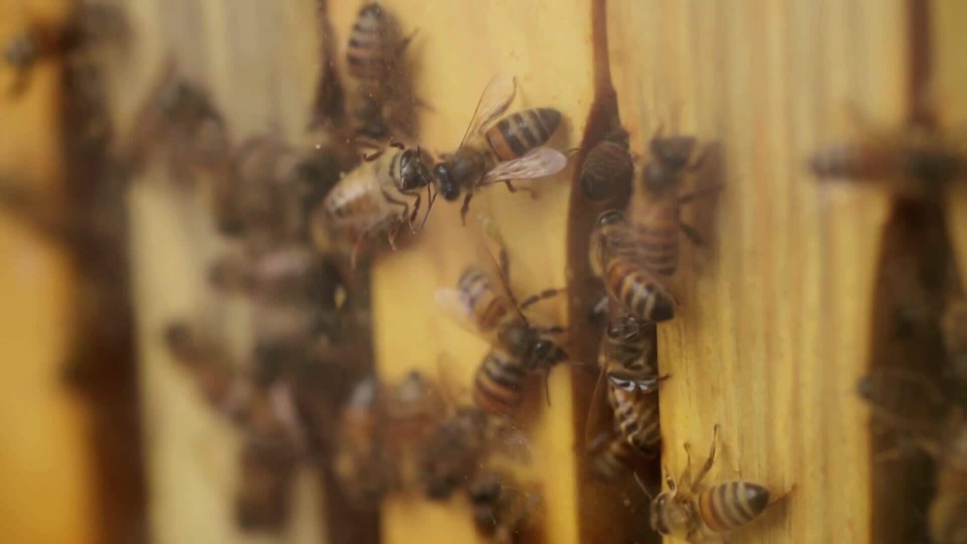 Bee Czar S1E5 Bees On Fire