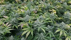 Canopy Growth deal bolsters U.S. plans
