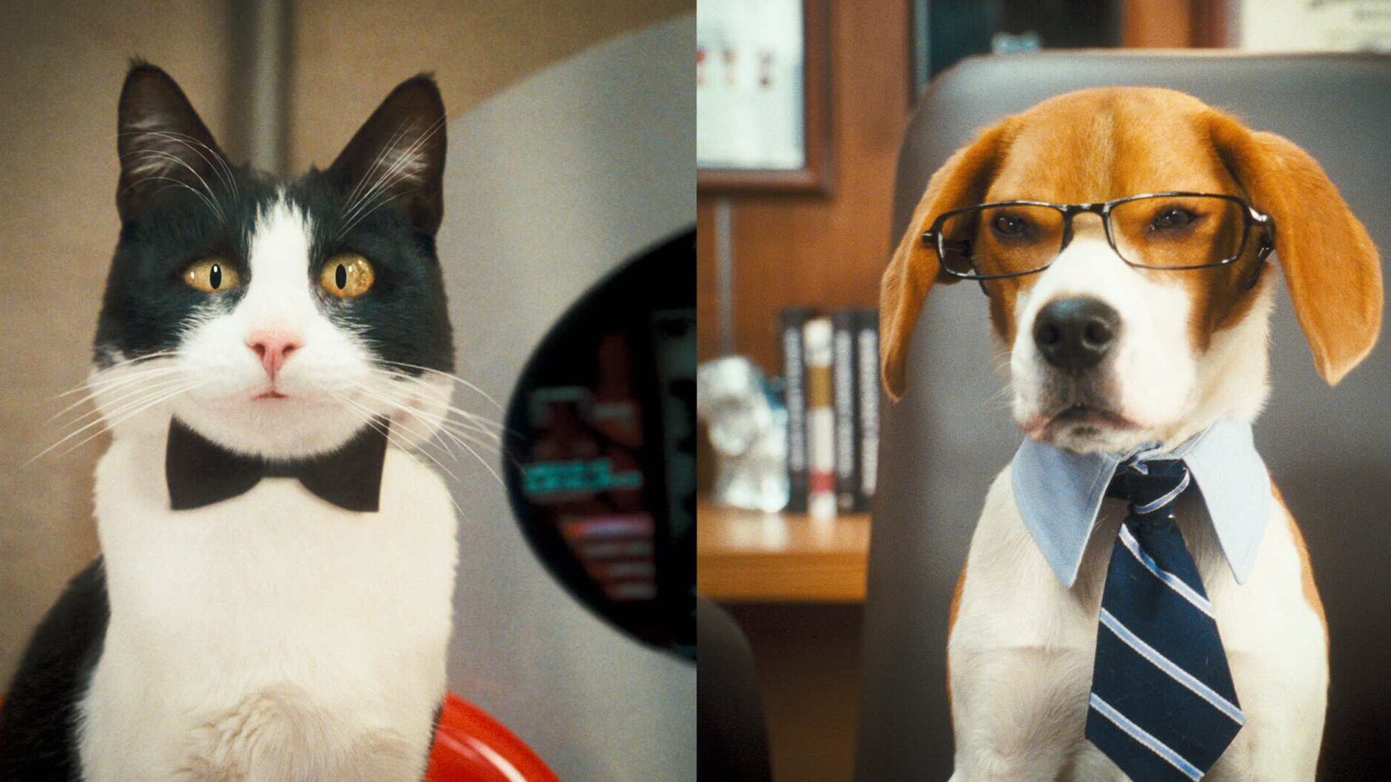 Кот в собаках 2. Кошки против собак 2 месть Китти Галор. Кошки против собак месть Китти Галор.