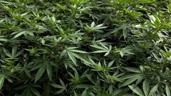 There will be a buying opportunity after the U.S. opens up a cannabis sector: Greg Taylor