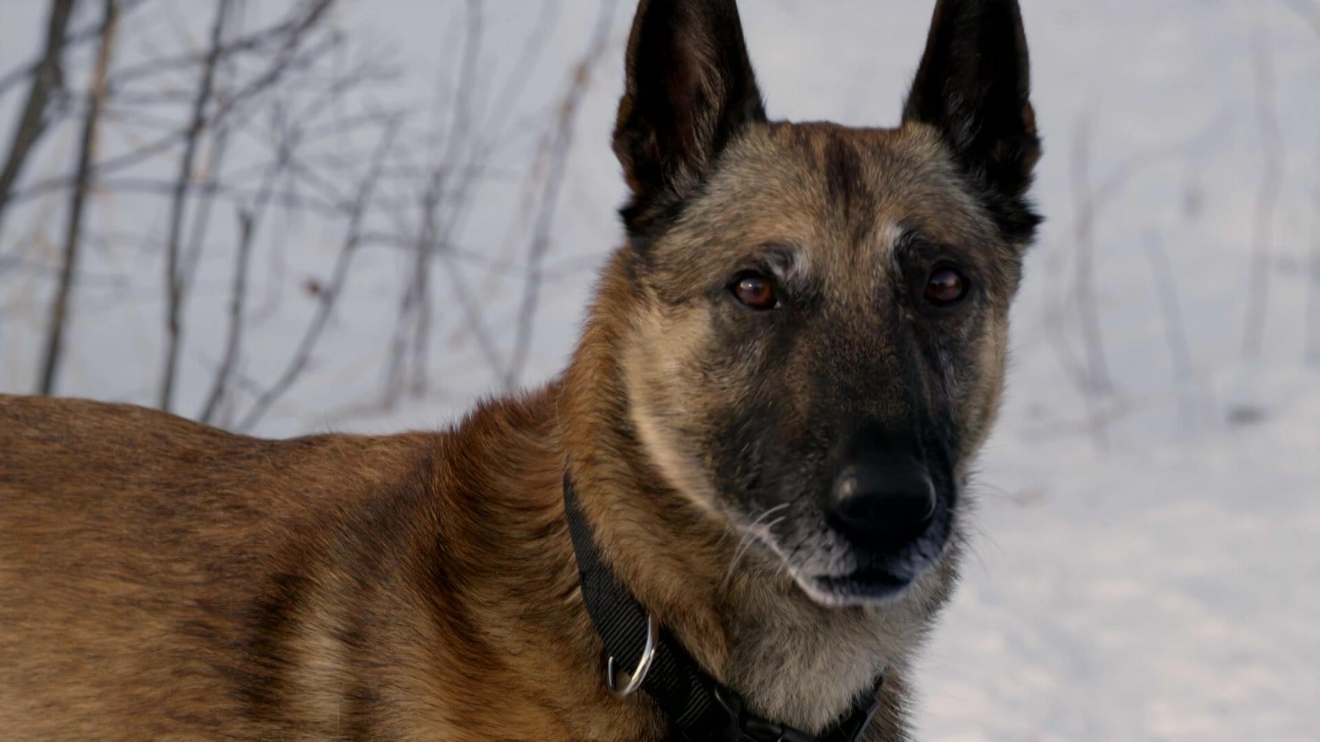 Step Dogs Step Dogs Crave