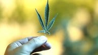 Weed Stocks Surge on DEA Review: MJ-100, GDNS, CCHW, TLRY, CGC, VRNO -  Bloomberg