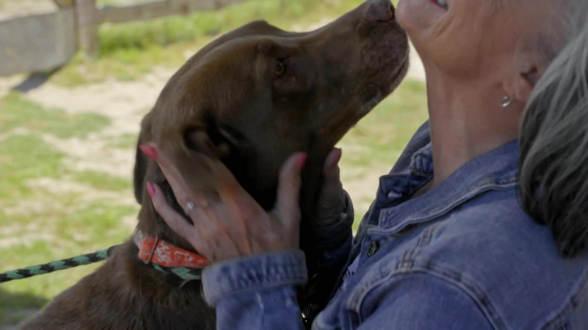 Pit Bulls And Parolees S15 E3 Pack Of Puppies   2023 3 1 C9f6fcb5 A55e 4ba7 A391 C54419842895 Jpeg 1920x1080 