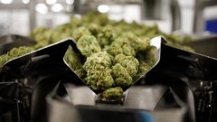 Tilray to strike US$250M deal to buy Hexo: Sources
