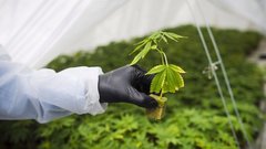 Global cannabis CEOs foresee challenging year ahead: EY survey