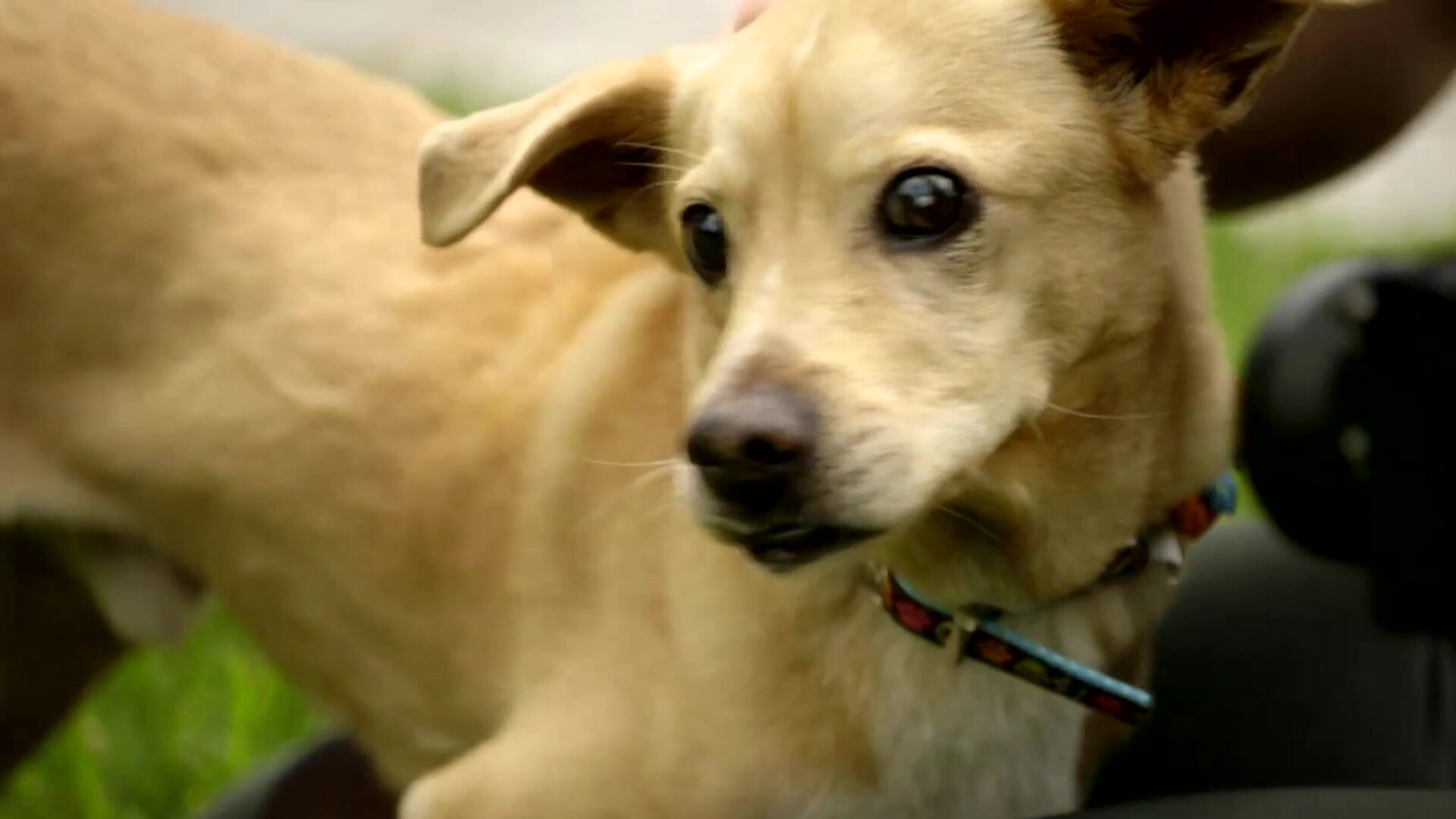 Dog Tales Rescue Clips Special Needs Dogs Photoshoot