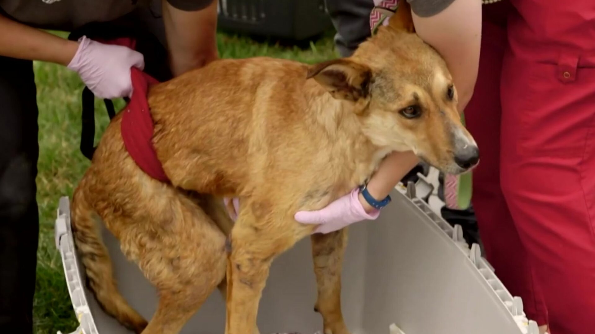 Dog Tales Rescue Clips The Difficult Cases