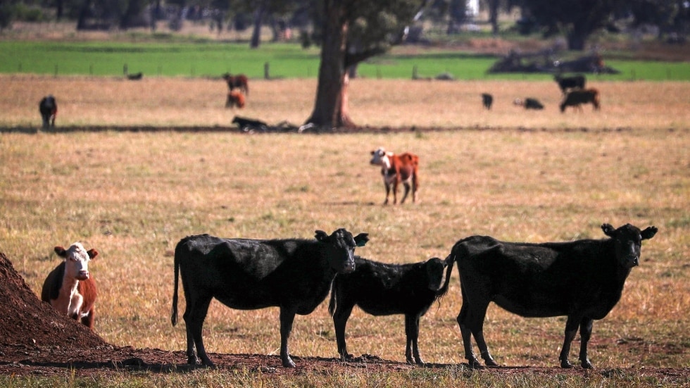 Cow Patty Critters: How insects found in cow dung are essential to ...