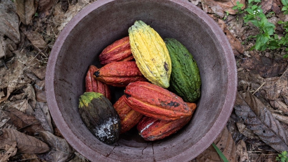 Cocoa keeps surging & big commodity broker says the market may get tighter  - Video - BNN