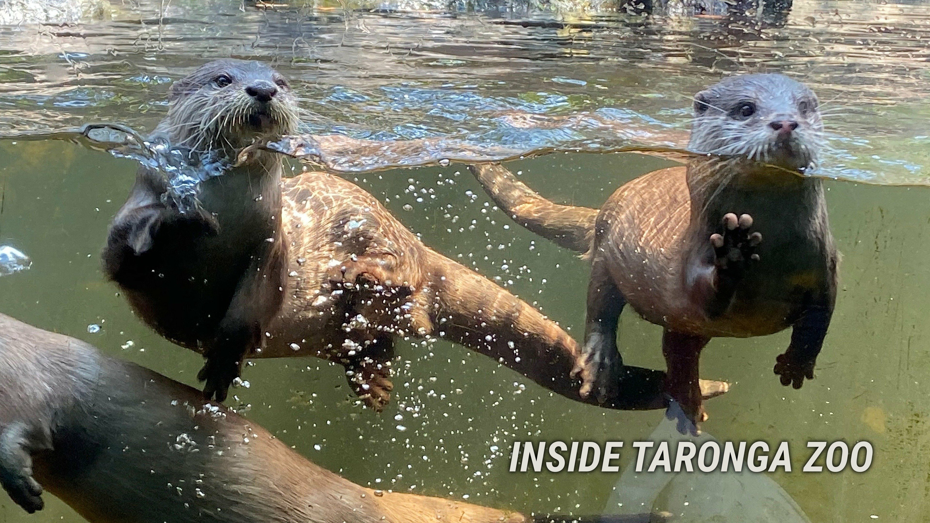 Inside Taronga Zoo thumbnail