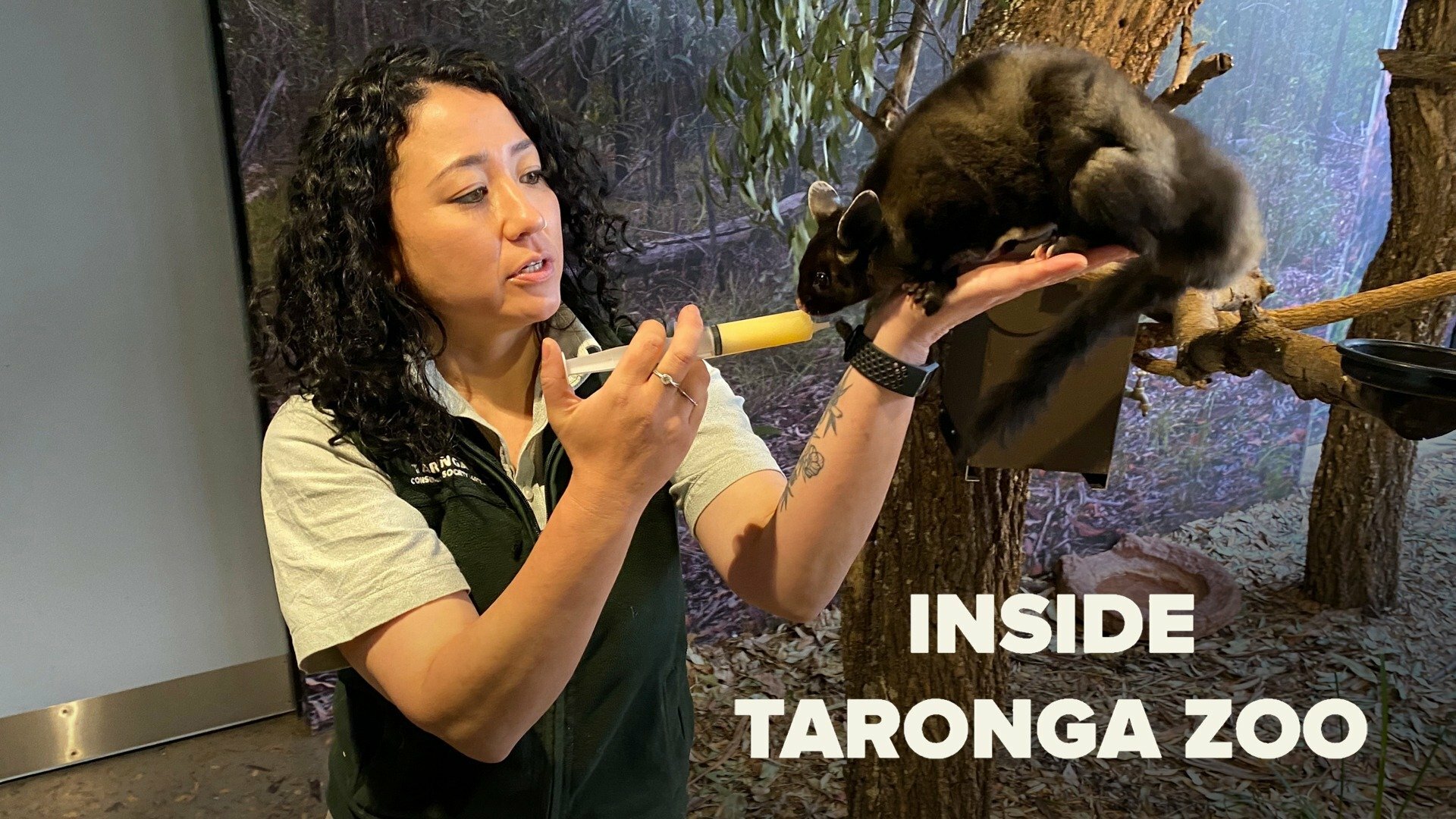 Inside Taronga Zoo thumbnail