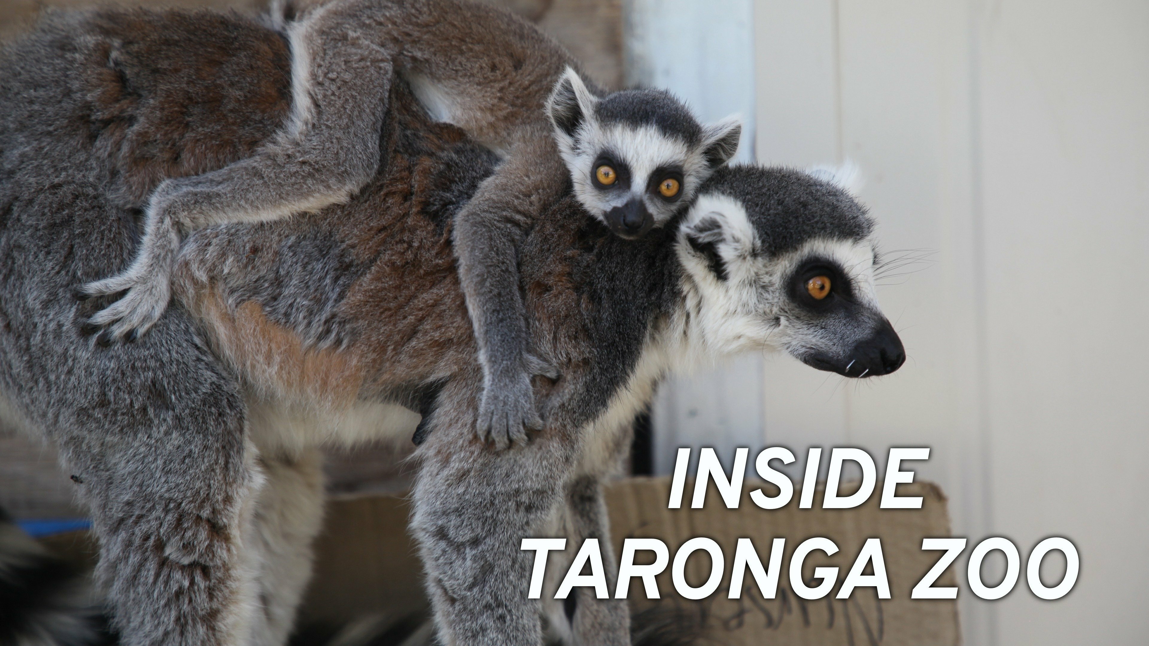 Inside Taronga Zoo thumbnail